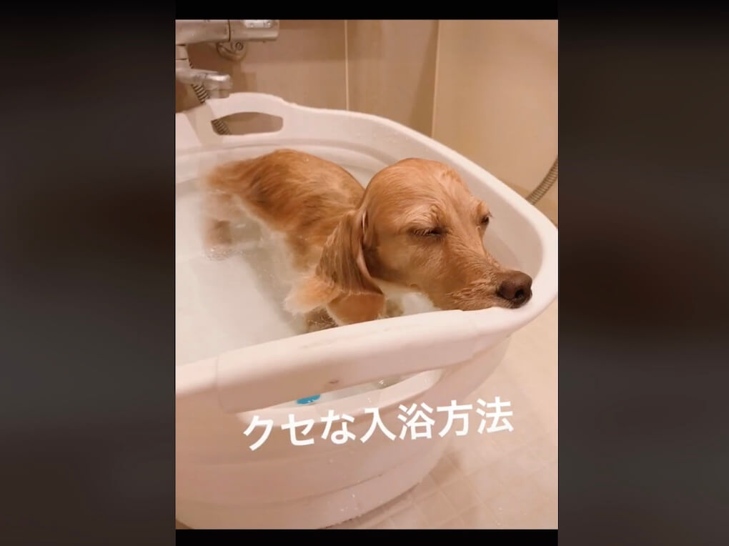 ダックスフンド,動画