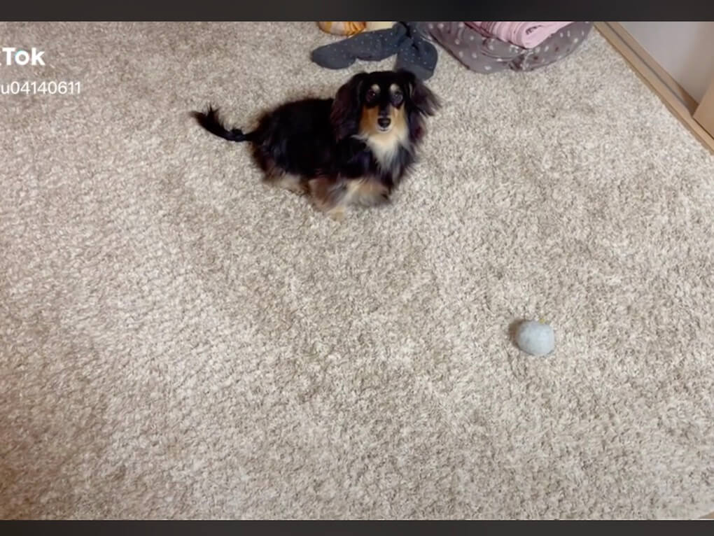 ダックスフンド,動画