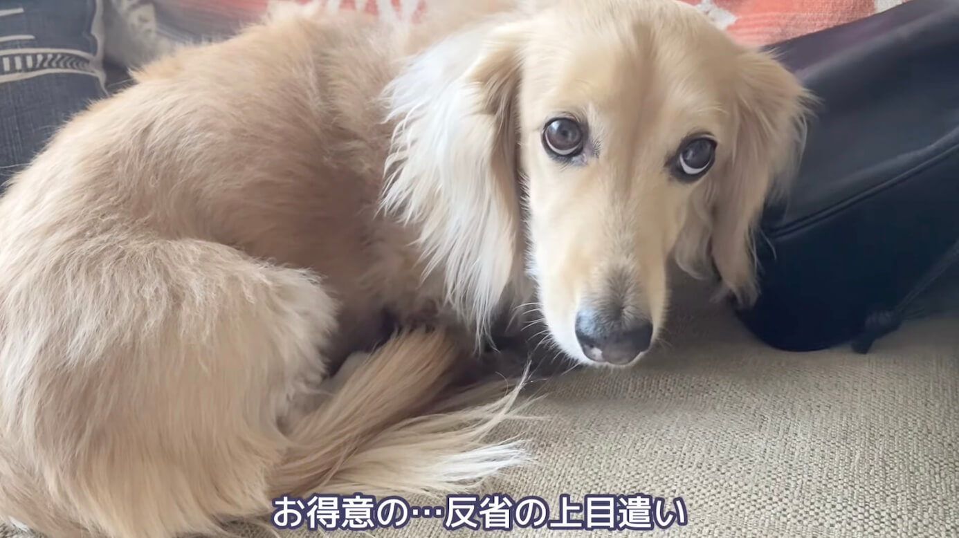 ダックスフンド,動画