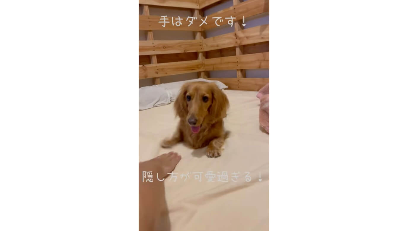 ダックスフンド,動画