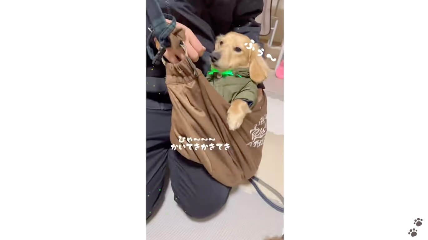 ダックスフンド,動画