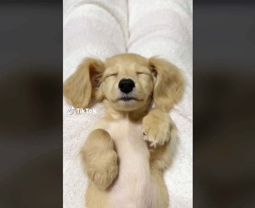 ダックスフンド,動画