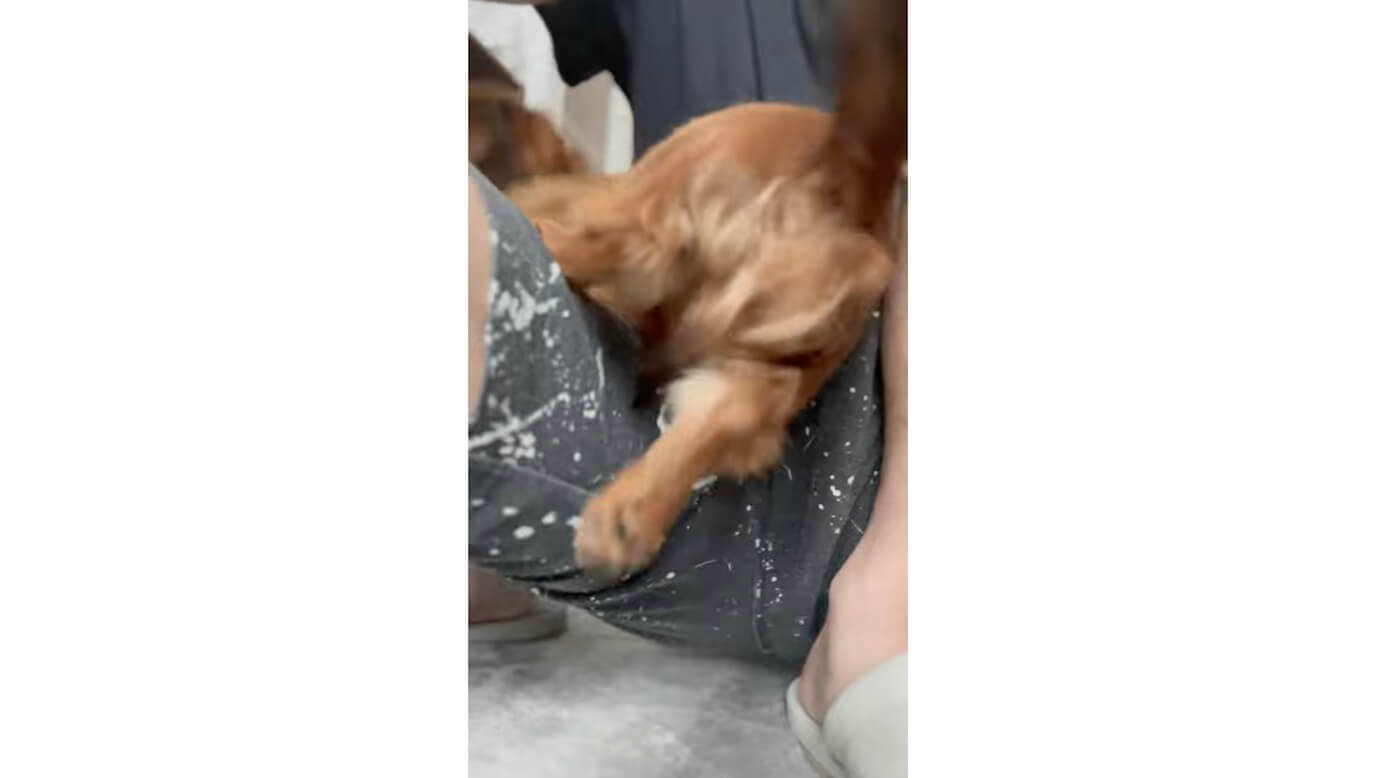 ダックスフンド,動画