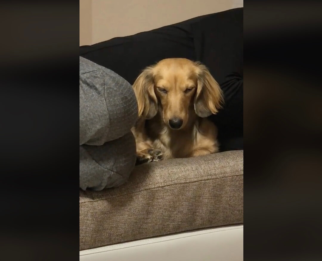 ダックスフンド,動画