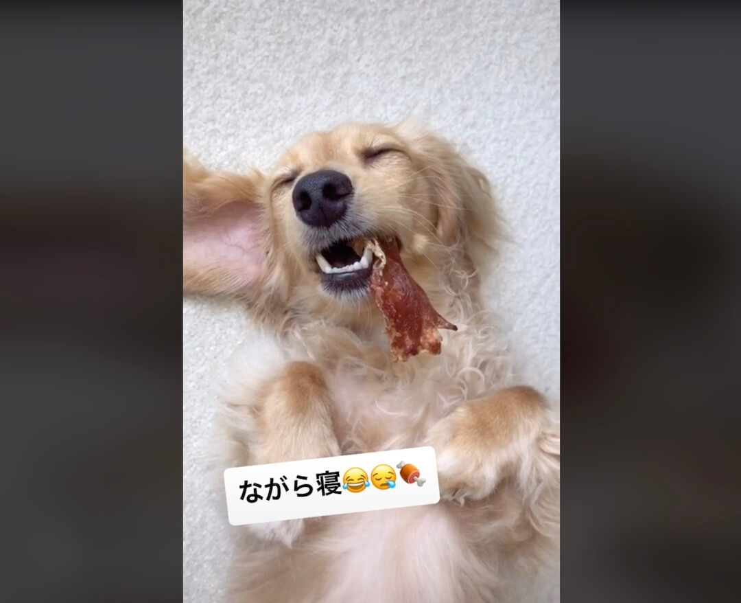 ダックスフンド,動画