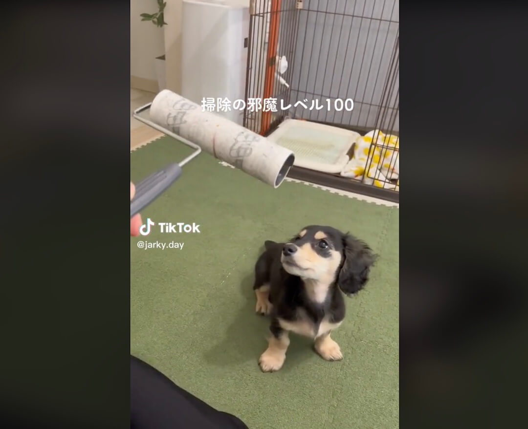 ダックスフンド,動画