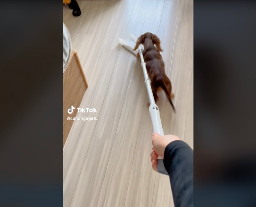 ダックスフンド,動画