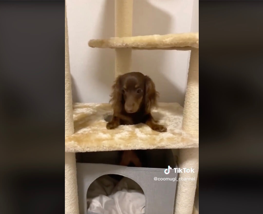 ダックスフンド,動画