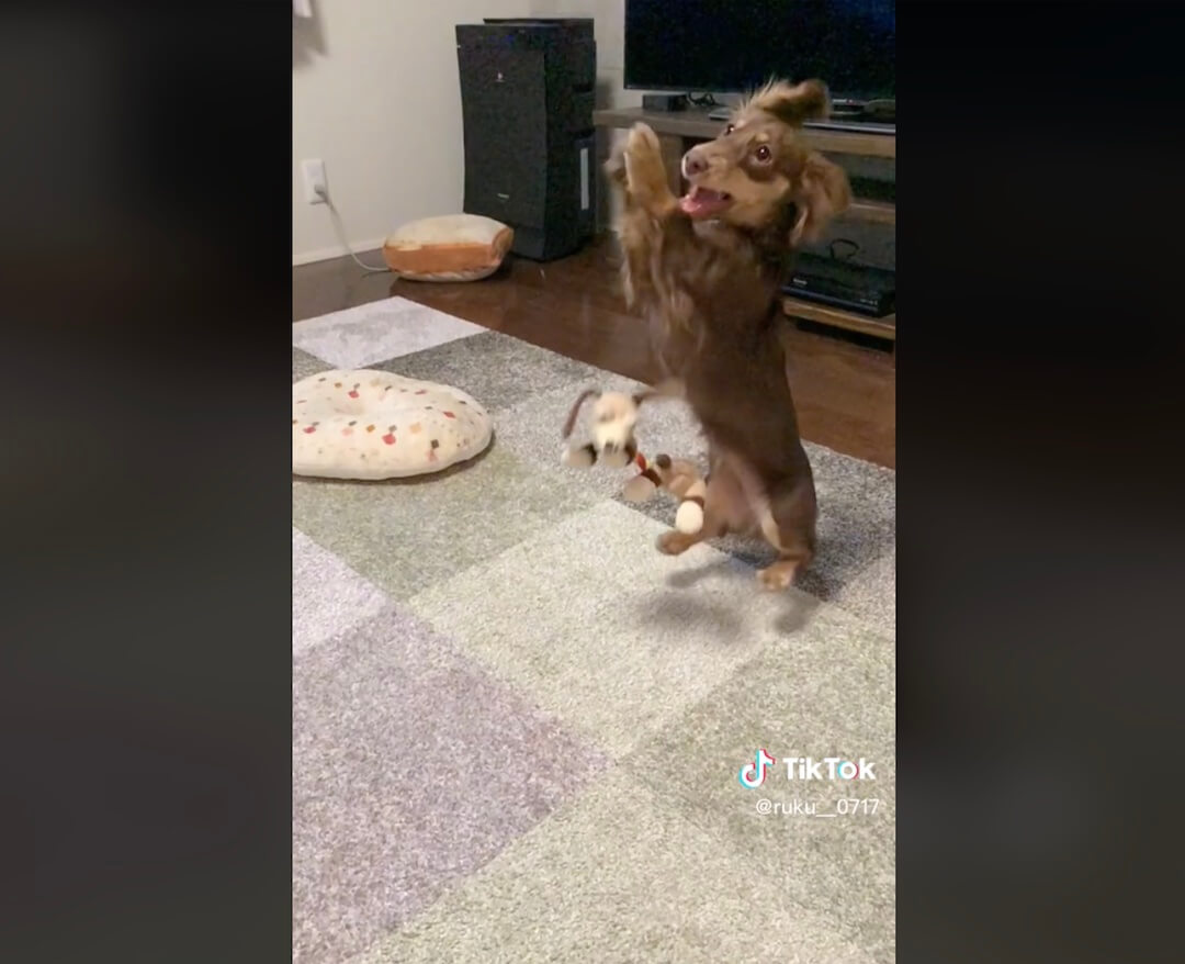 ダックスフンド,動画