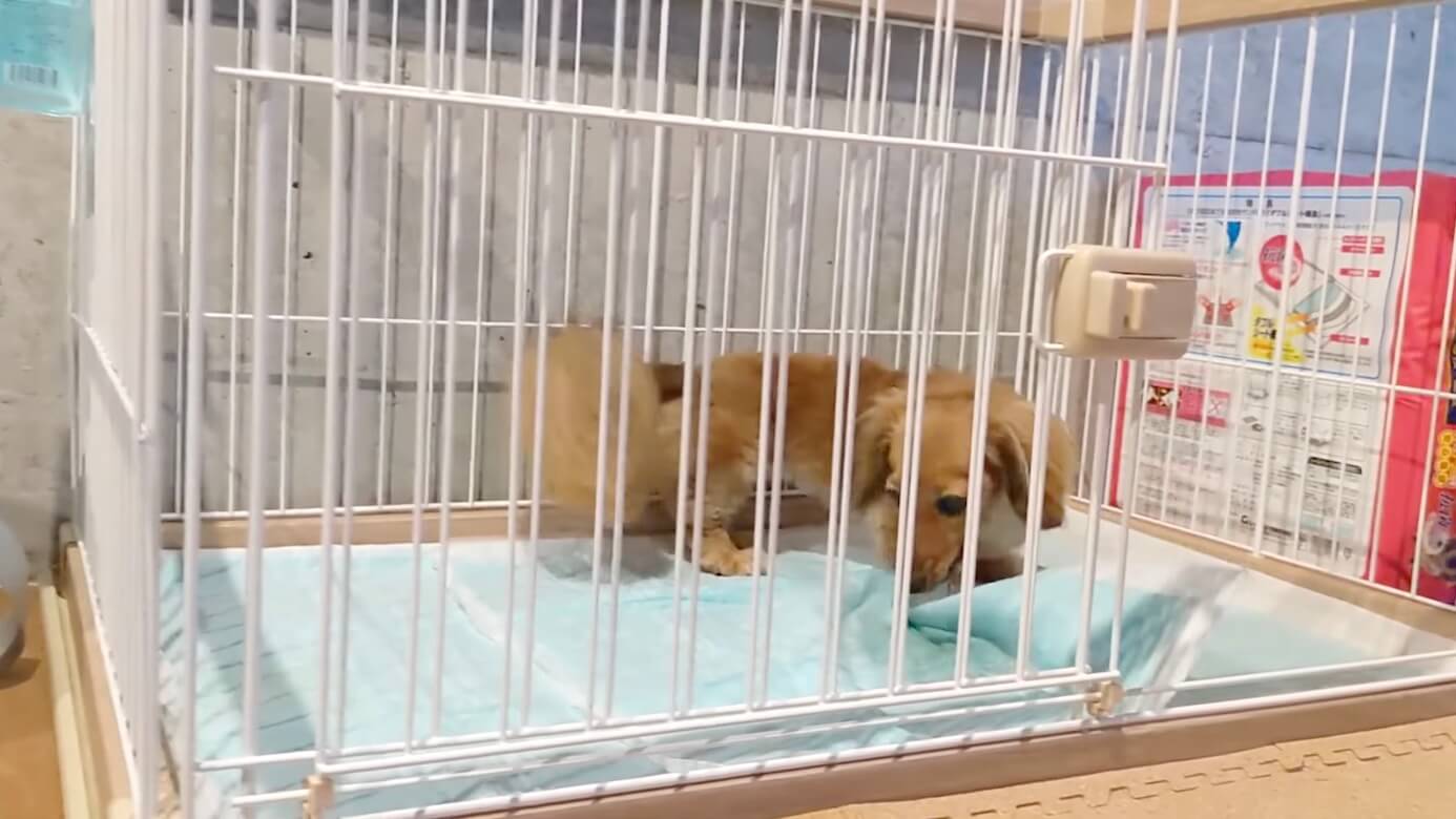 ダックスフンド,動画