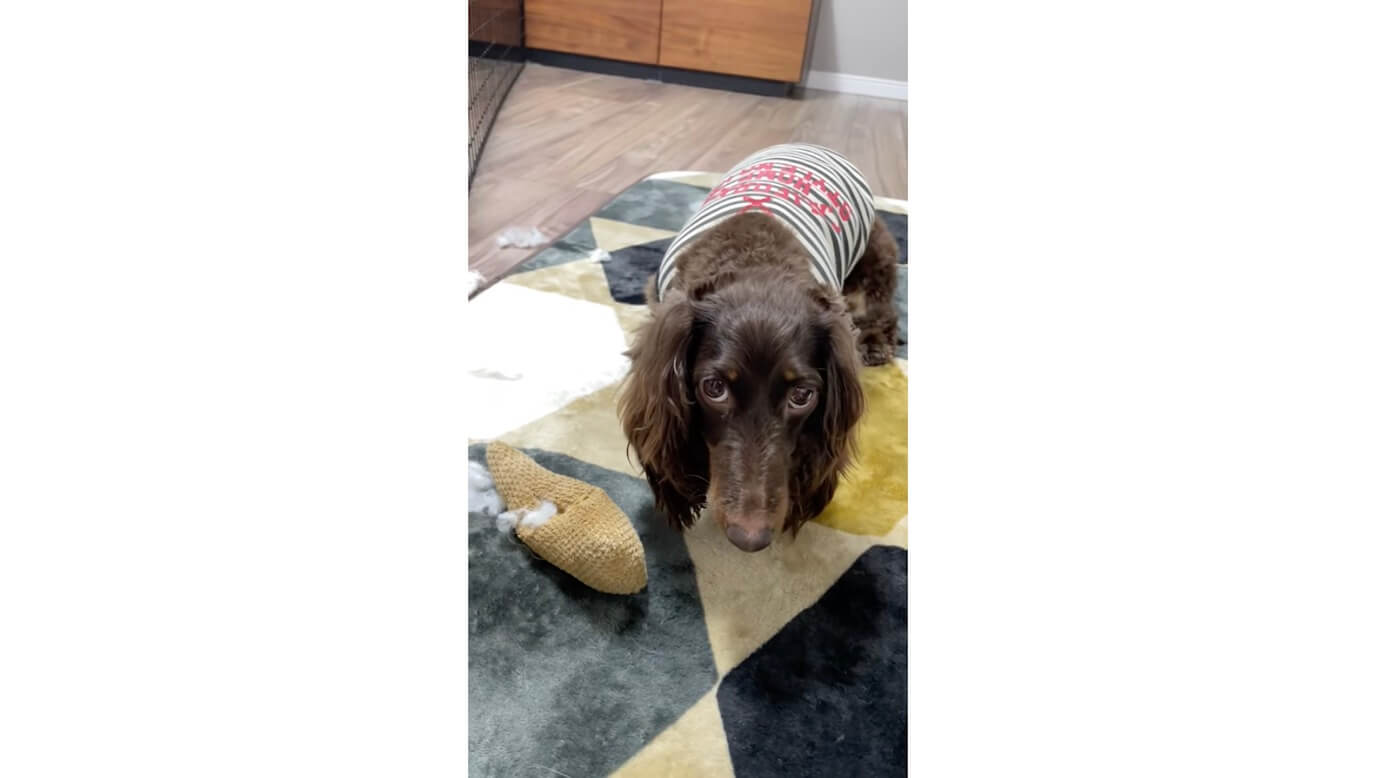 ダックスフンド,動画