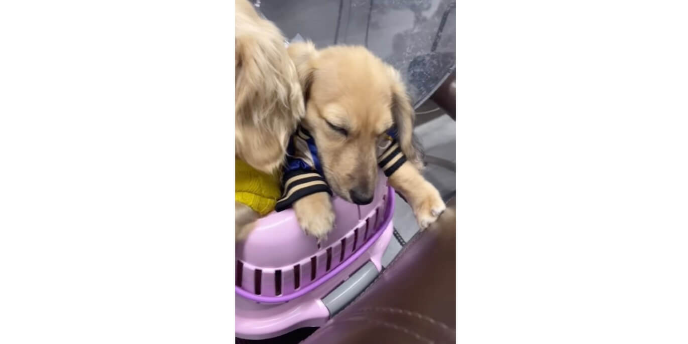 ダックスフンド,動画