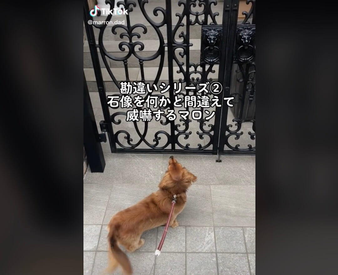 ダックスフンド,動画