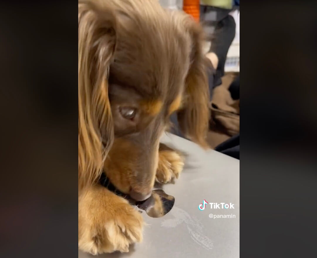 ダックスフンド,動画