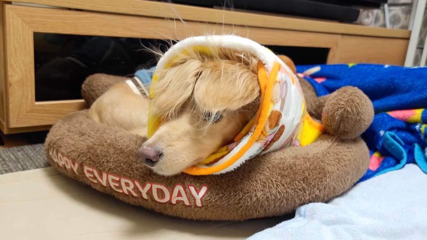 ダックスフンド,動画