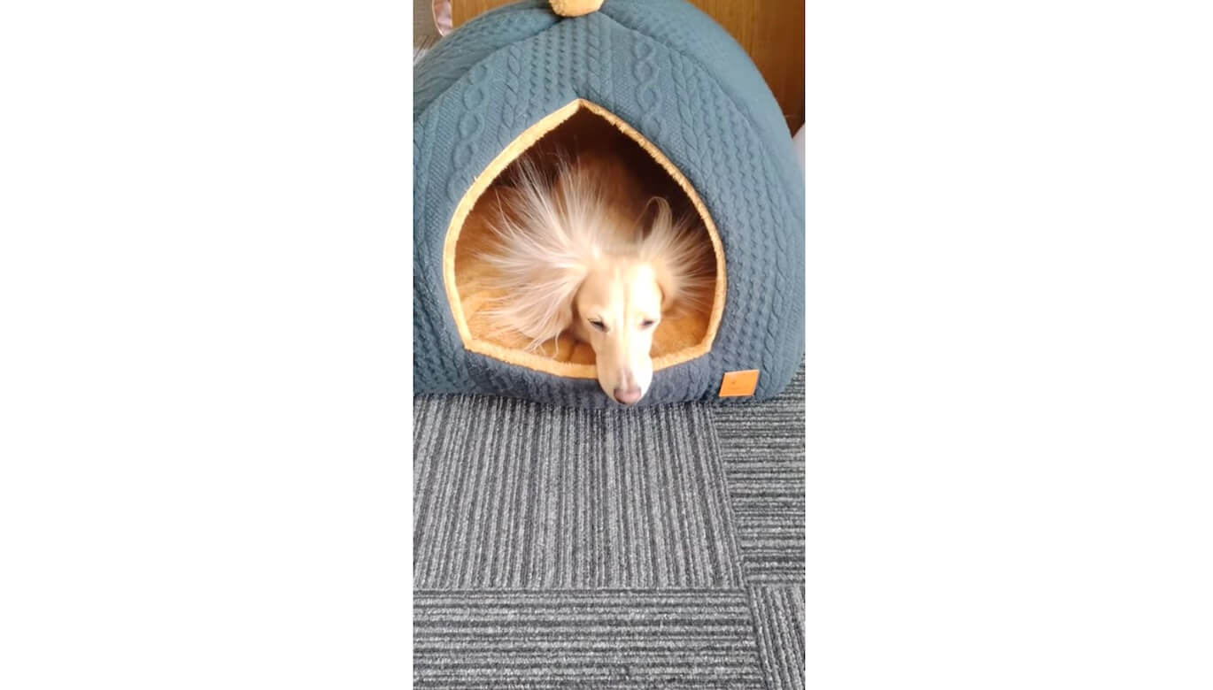 ダックスフンド,動画