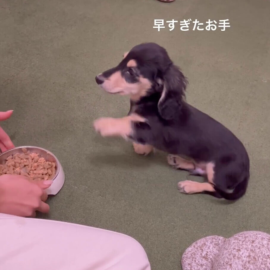 ダックスフンド,動画