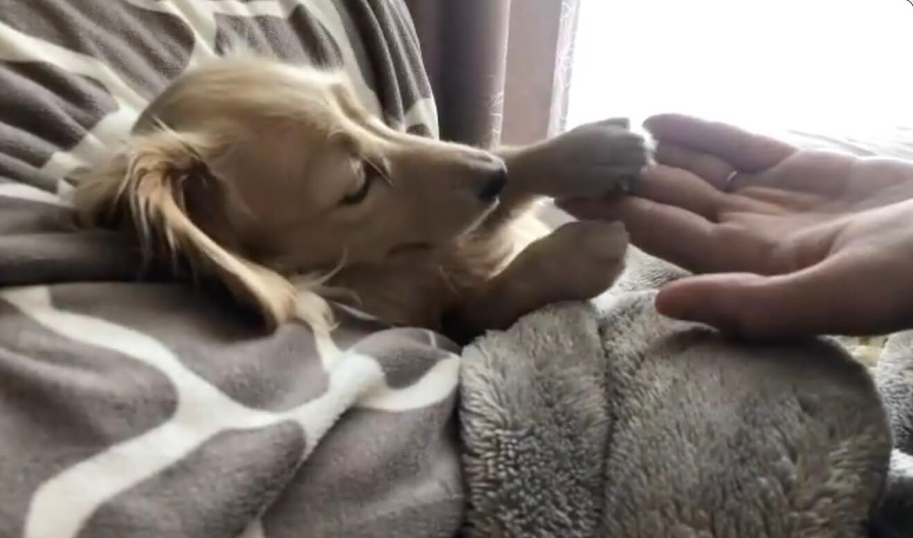 ダックスフンド,動画