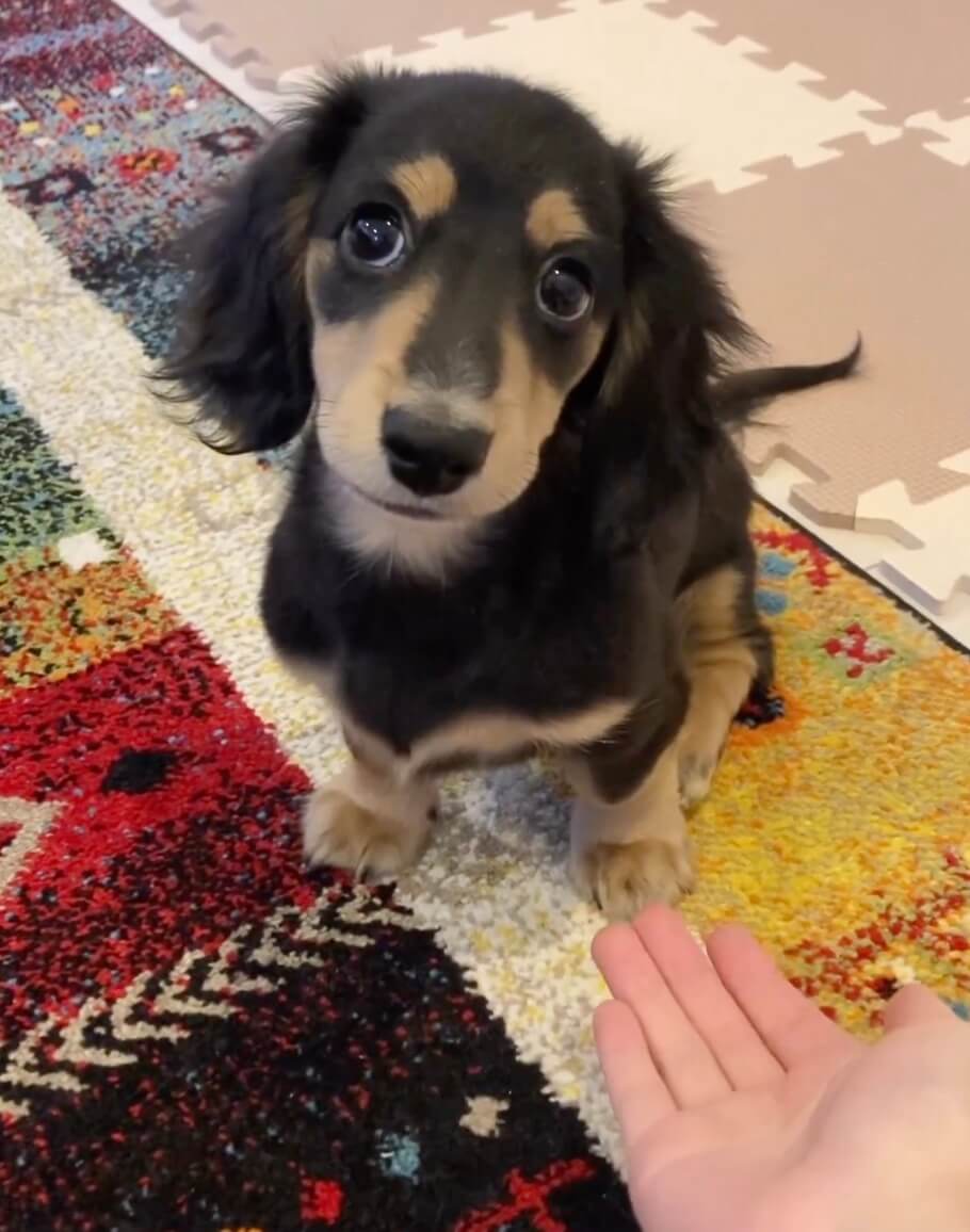 ダックスフンド,動画