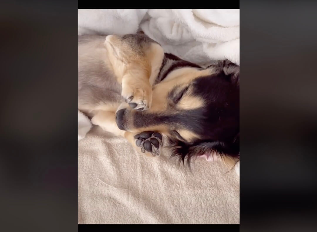 ダックスフンド,動画