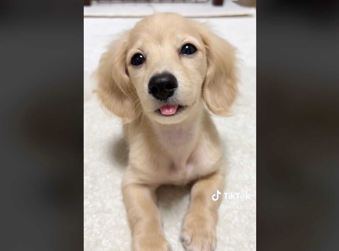 ダックスフンド,動画