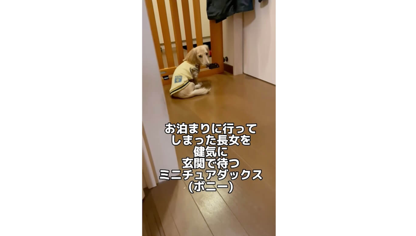 ダックスフンド,動画