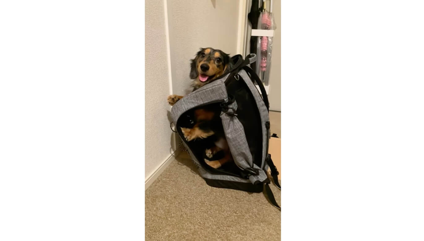 ダックスフンド,動画