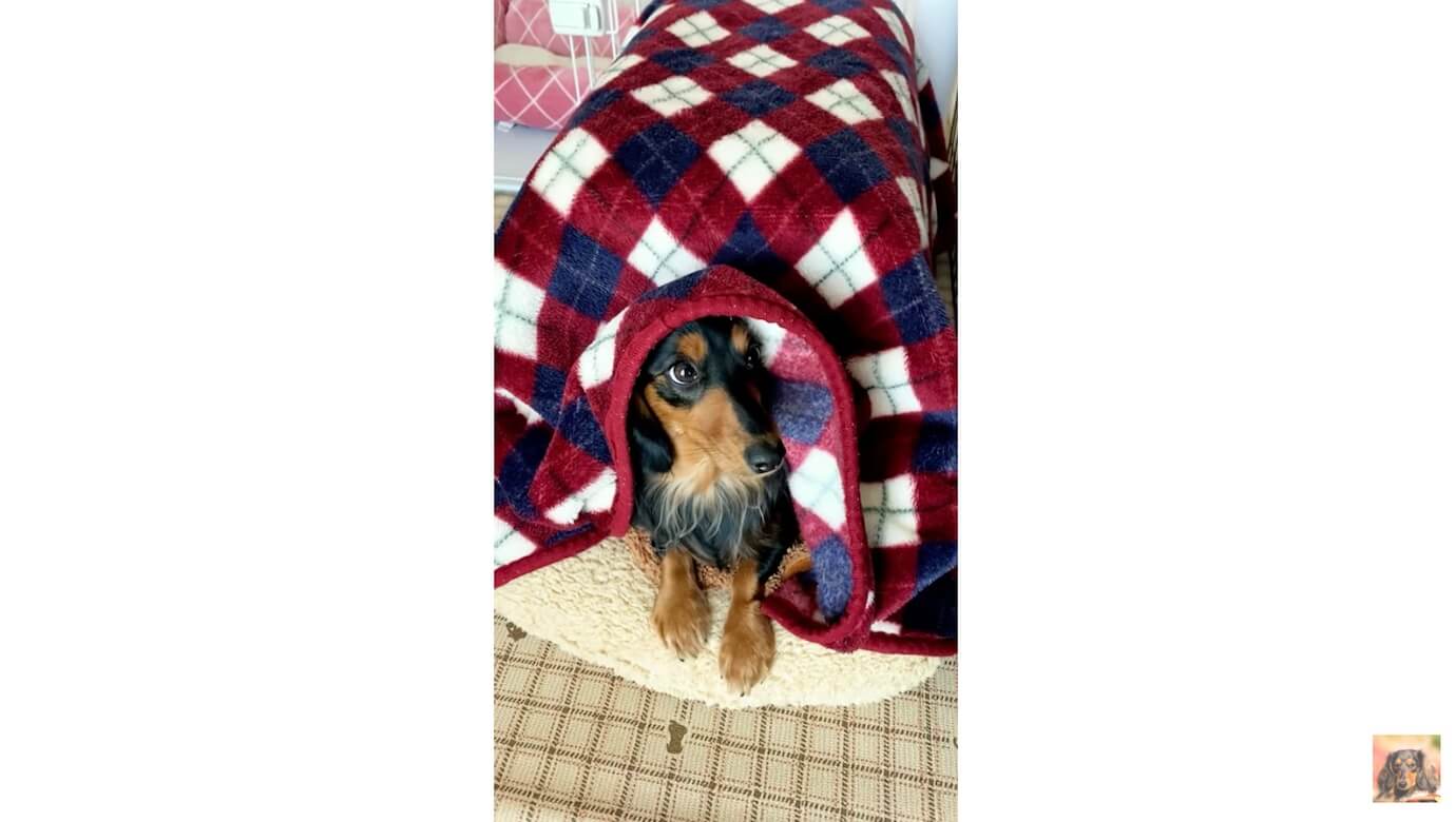 ダックスフンド,動画