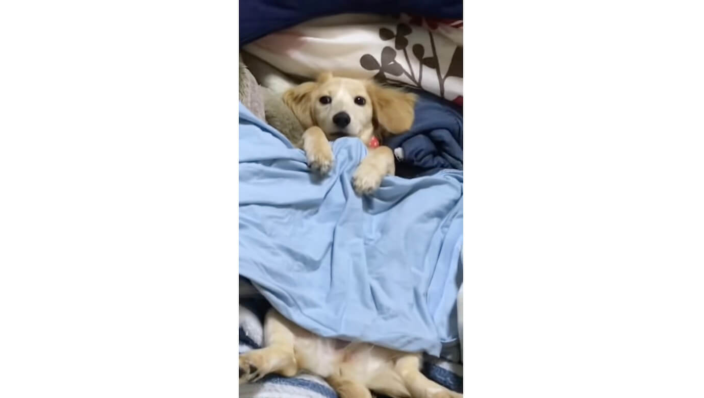 ダックスフンド,動画