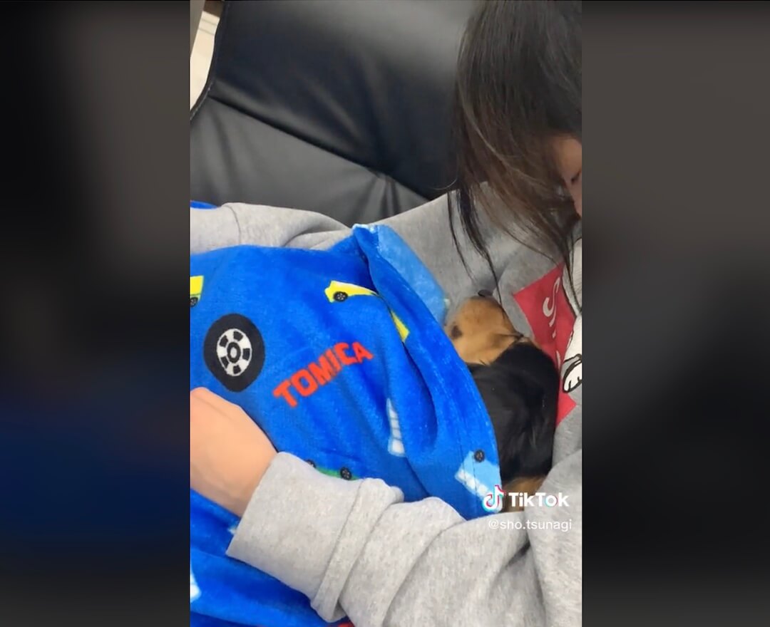 ダックスフンド,動画