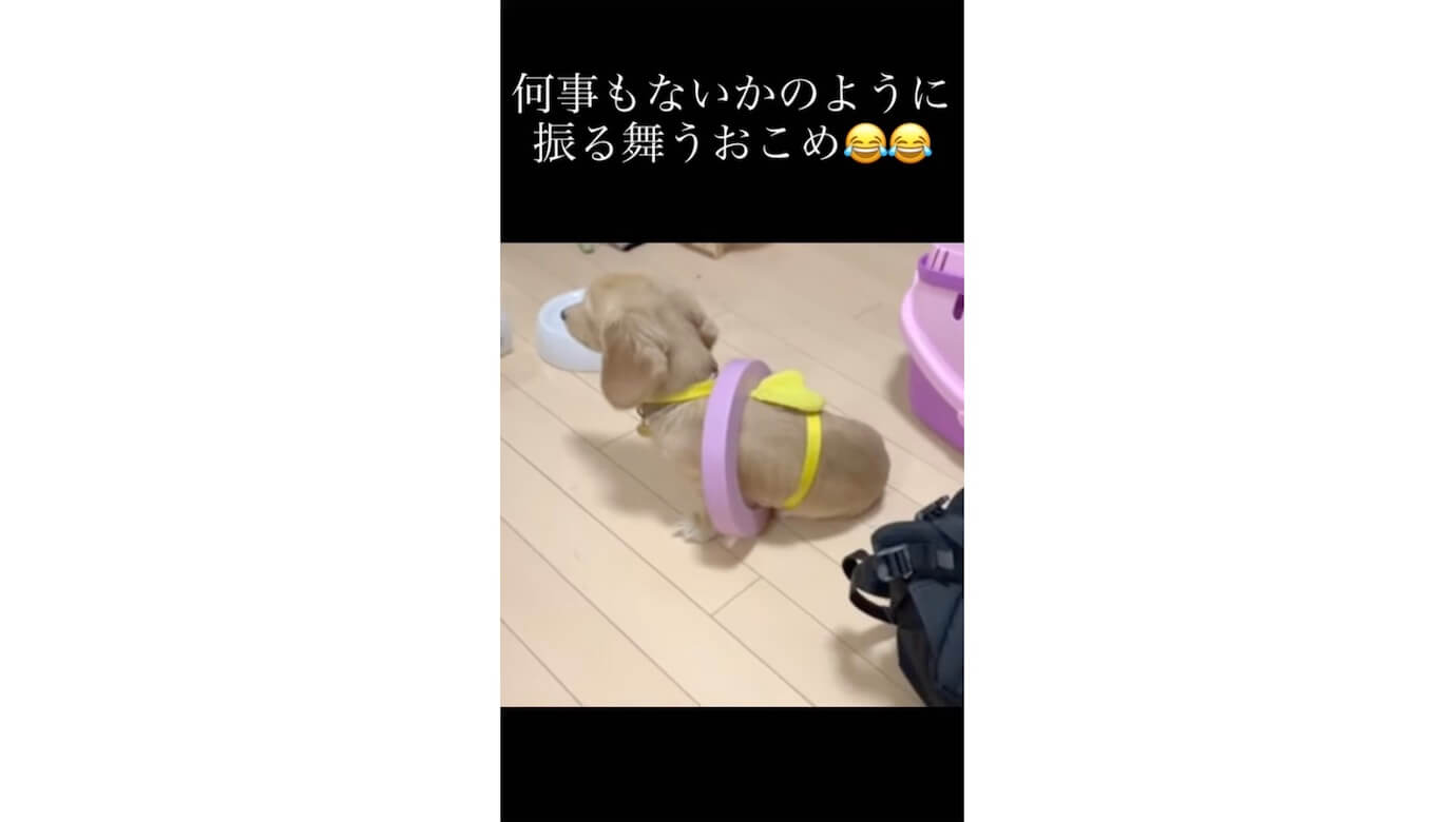 ダックスフンド,動画