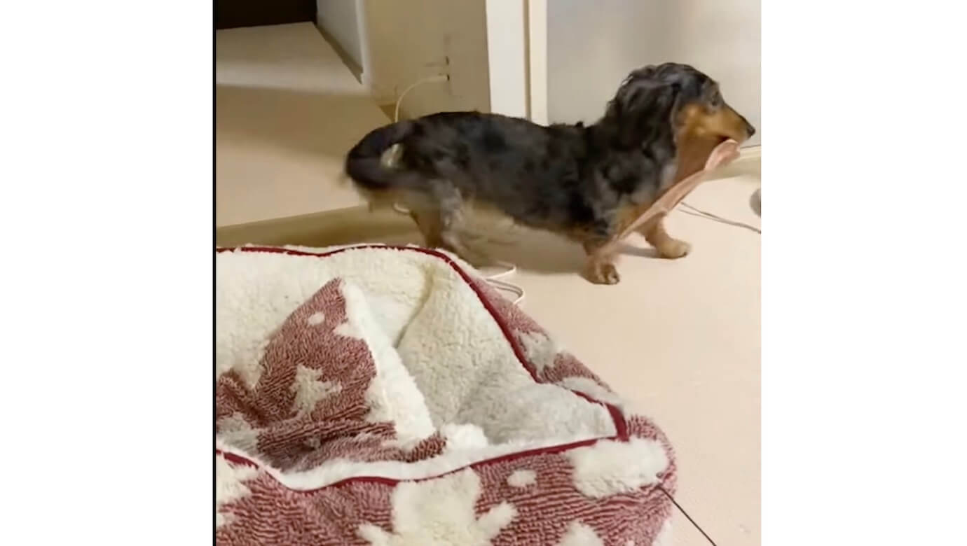 ダックスフンド,動画