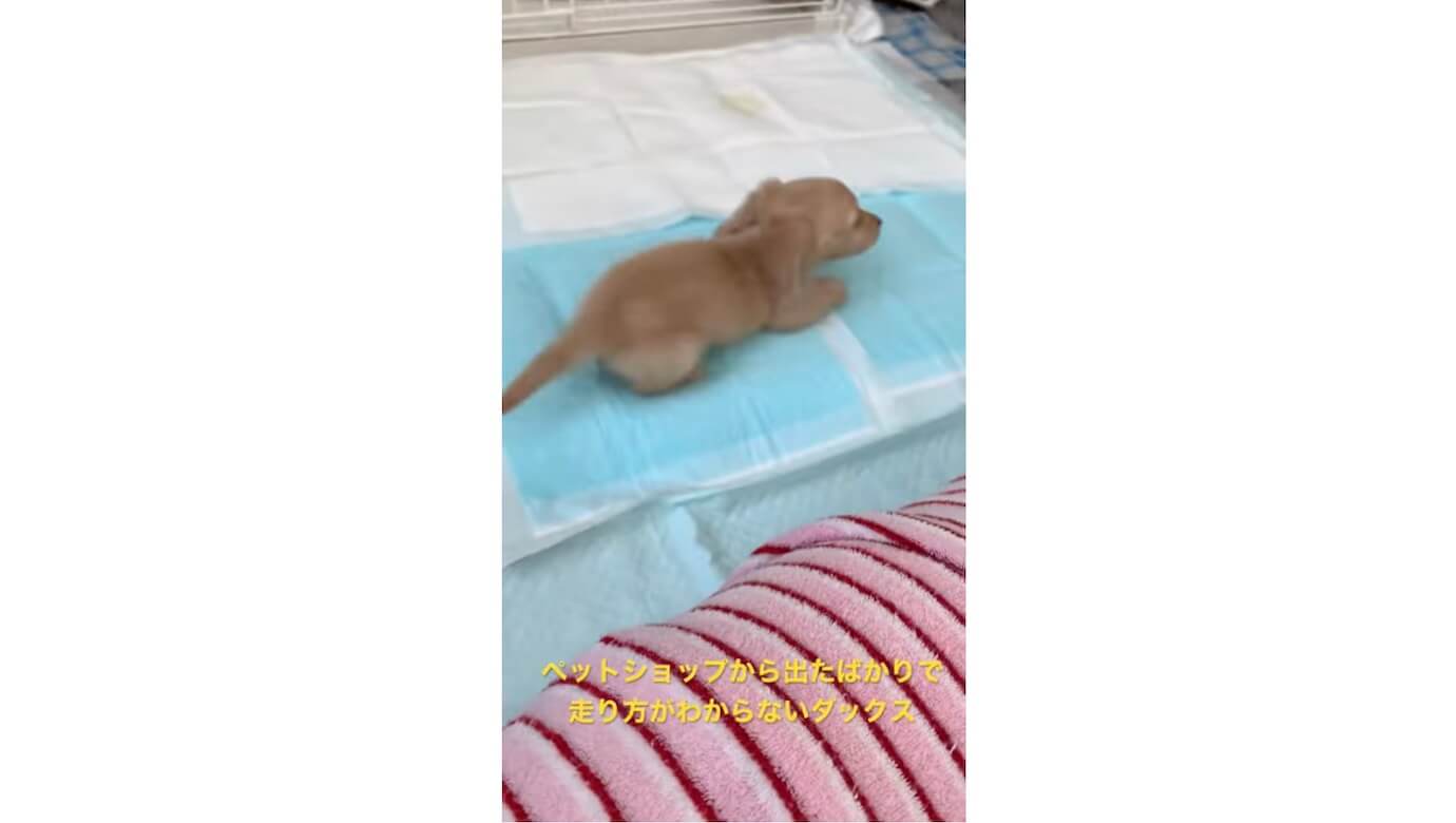 ダックスフンド,動画