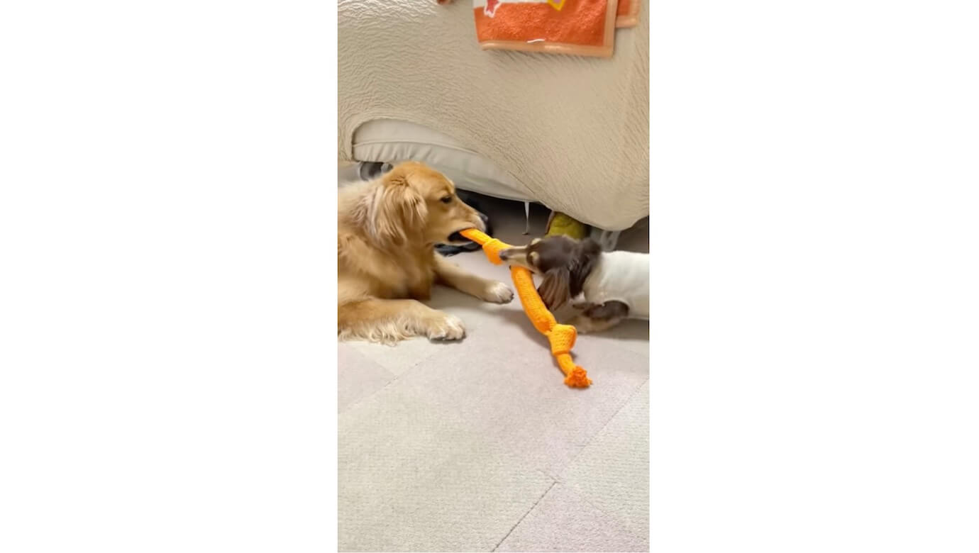 ダックスフンド,動画