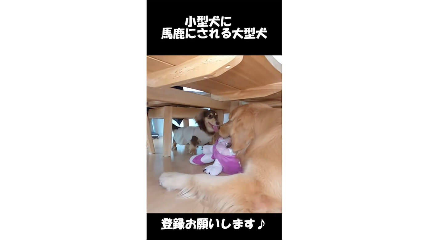 ダックスフンド,動画