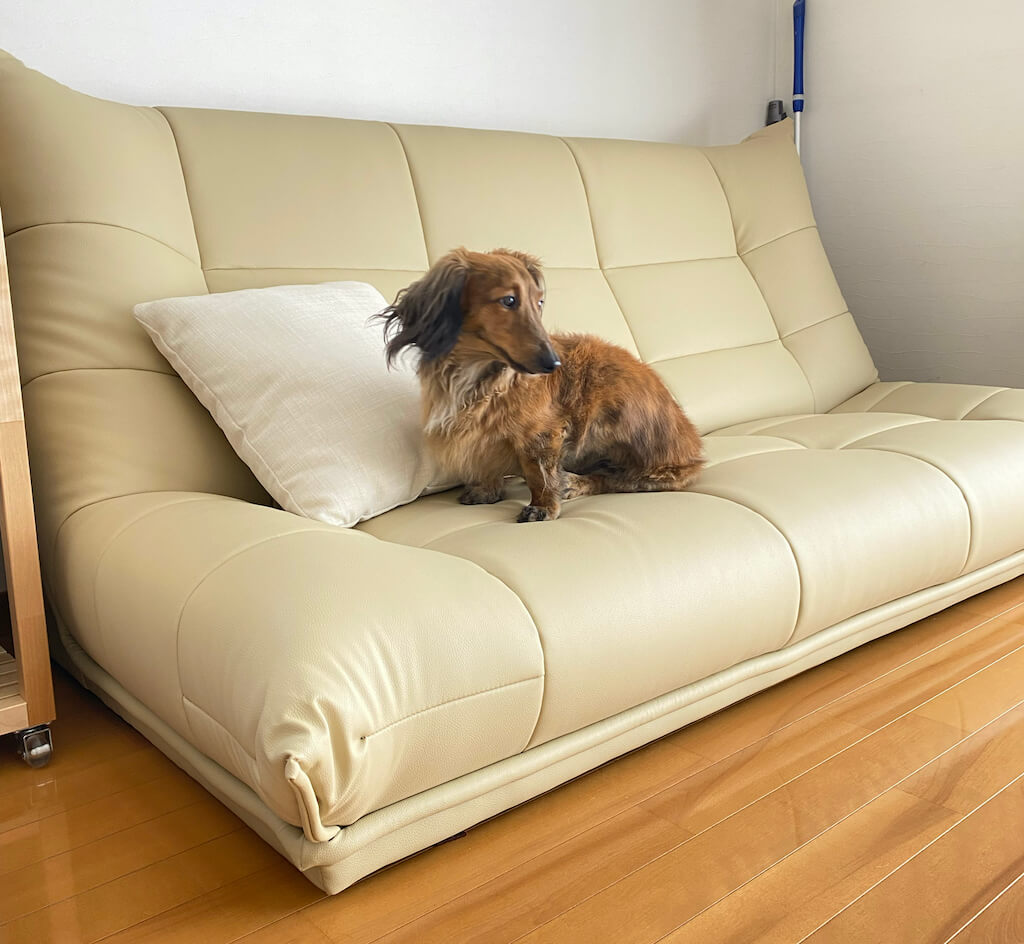 ローソファーに立つダックス