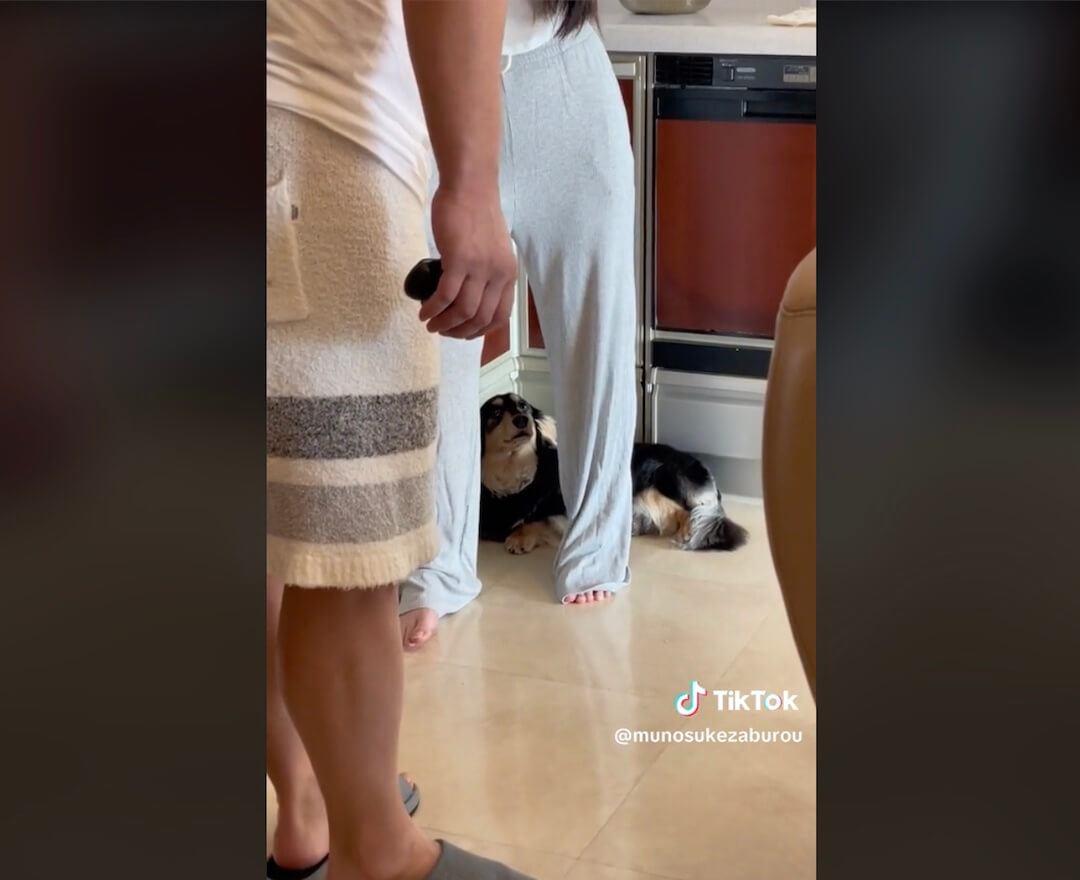 ダックスフンド,動画