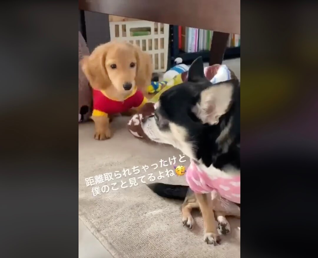 ダックスフンド,動画