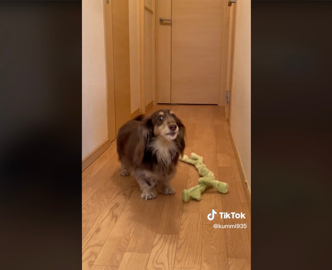 ダックスフンド,動画