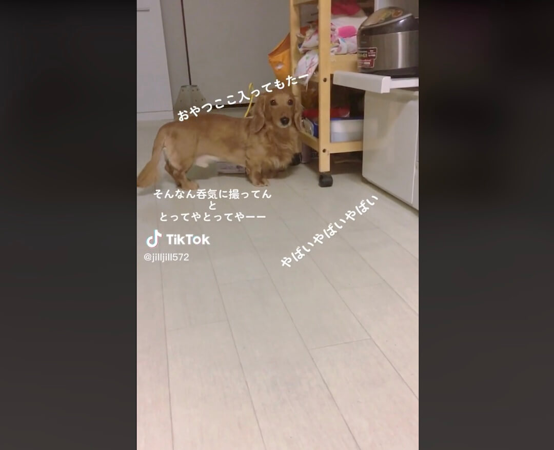 ダックスフンド,動画