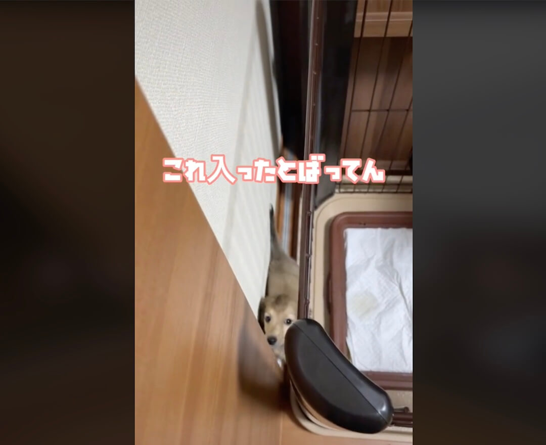 ダックスフンド,動画