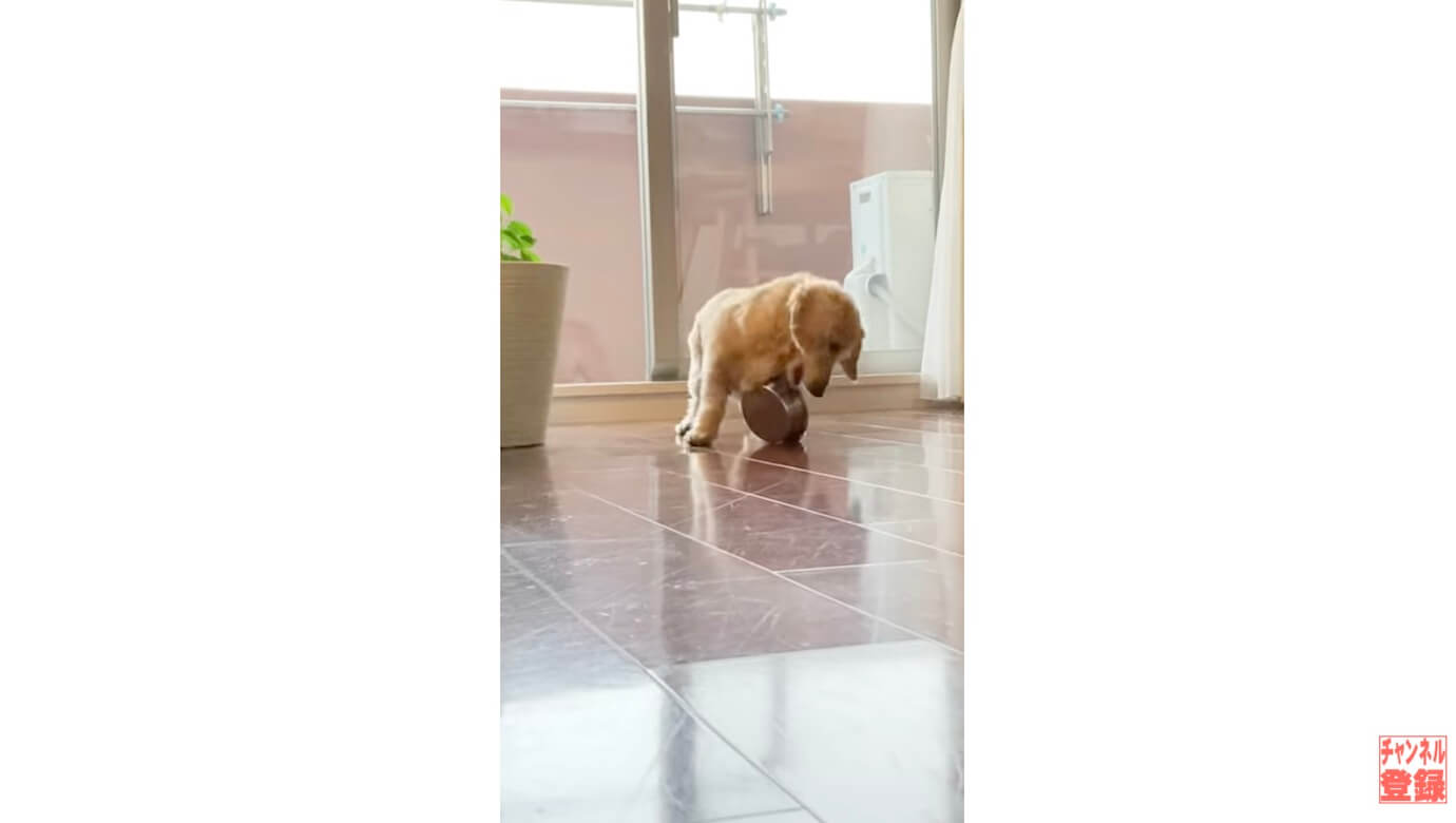 ダックスフンド,動画