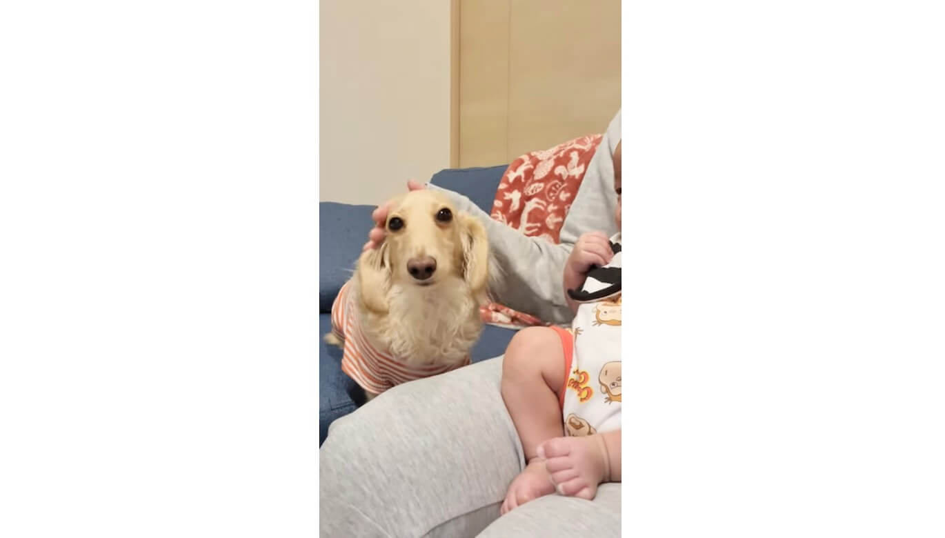 ダックスフンド,動画