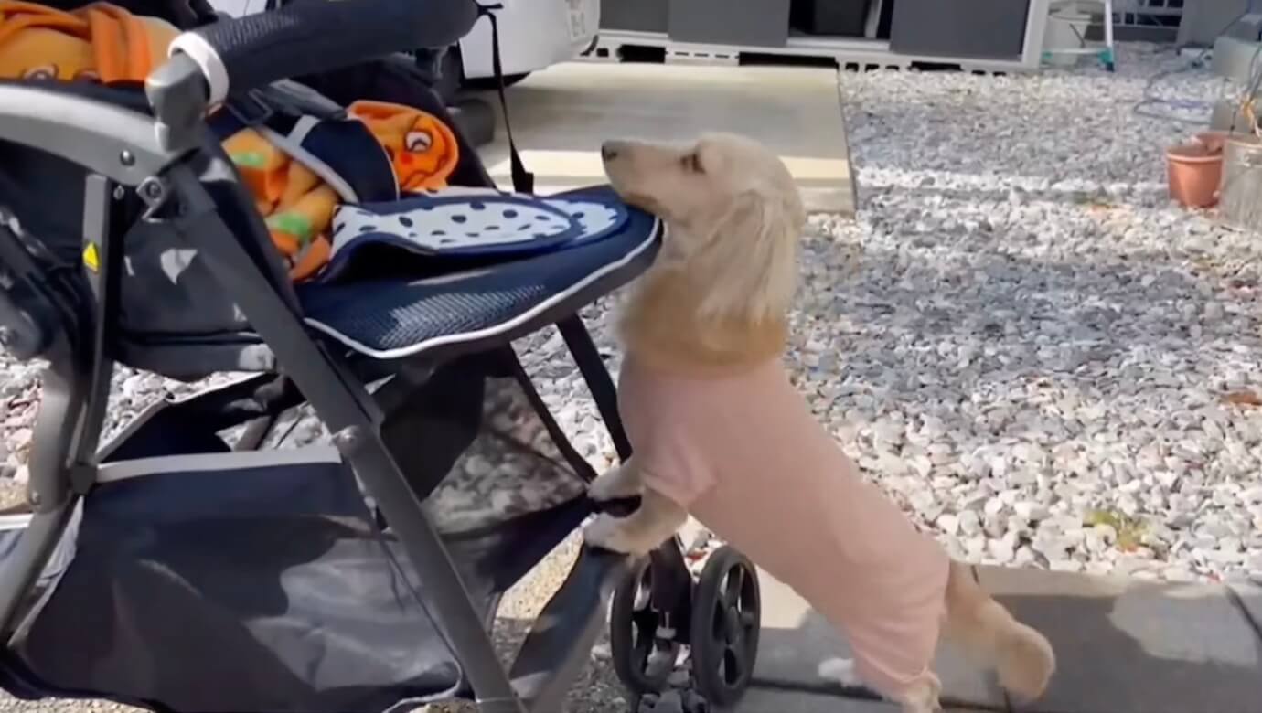 ダックスフンド,動画