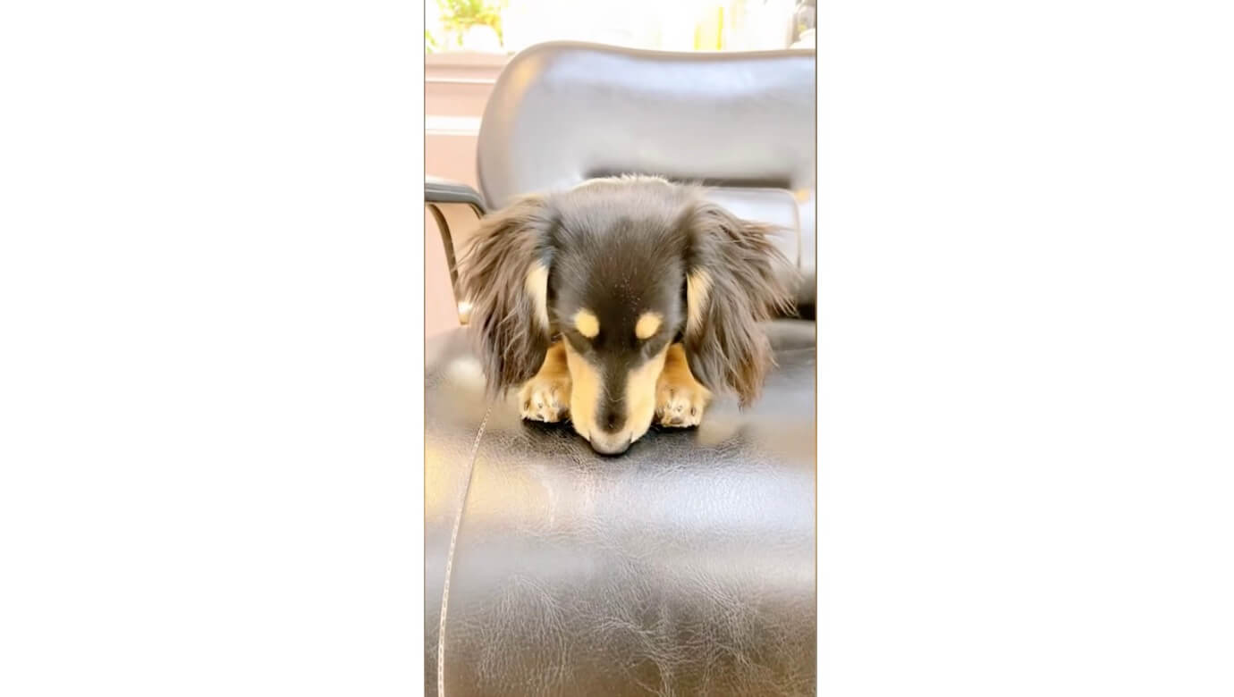 ダックスフンド,動画