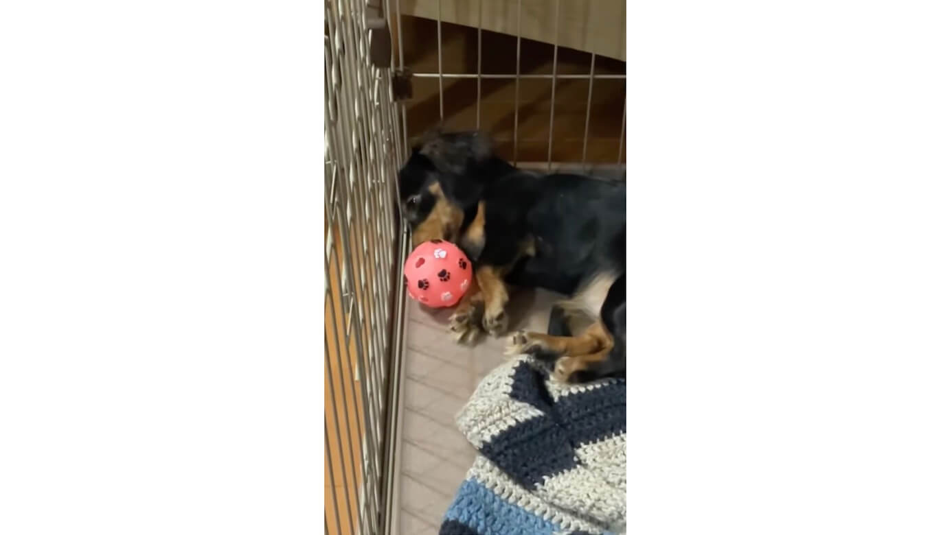 ダックスフンド,動画