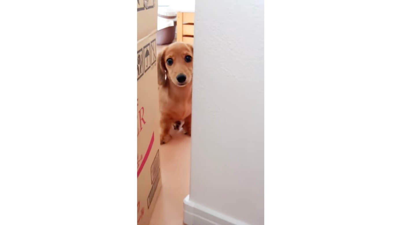 ダックスフンド,動画