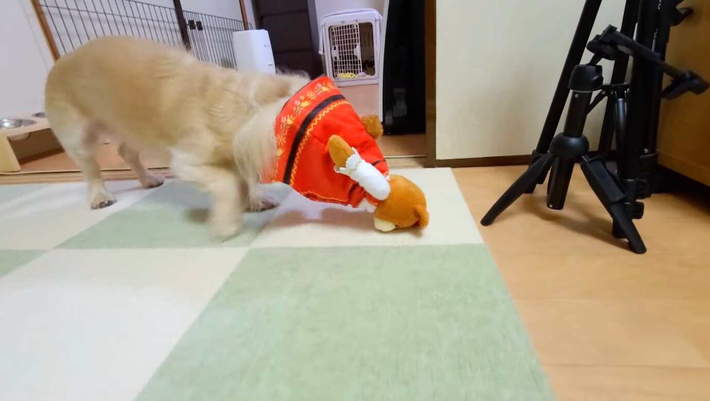 ダックスフンド,動画