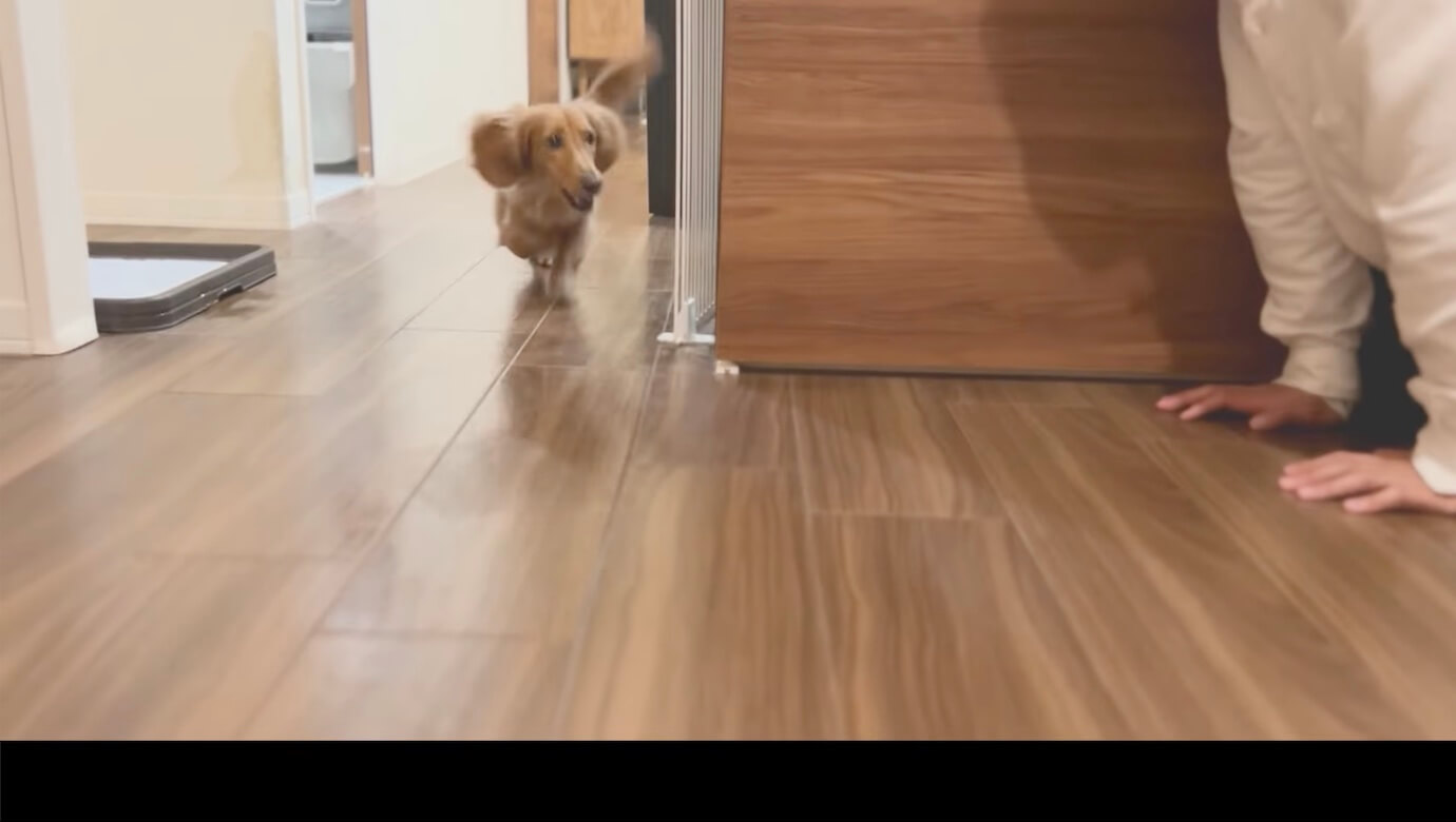 ダックスフンド,動画