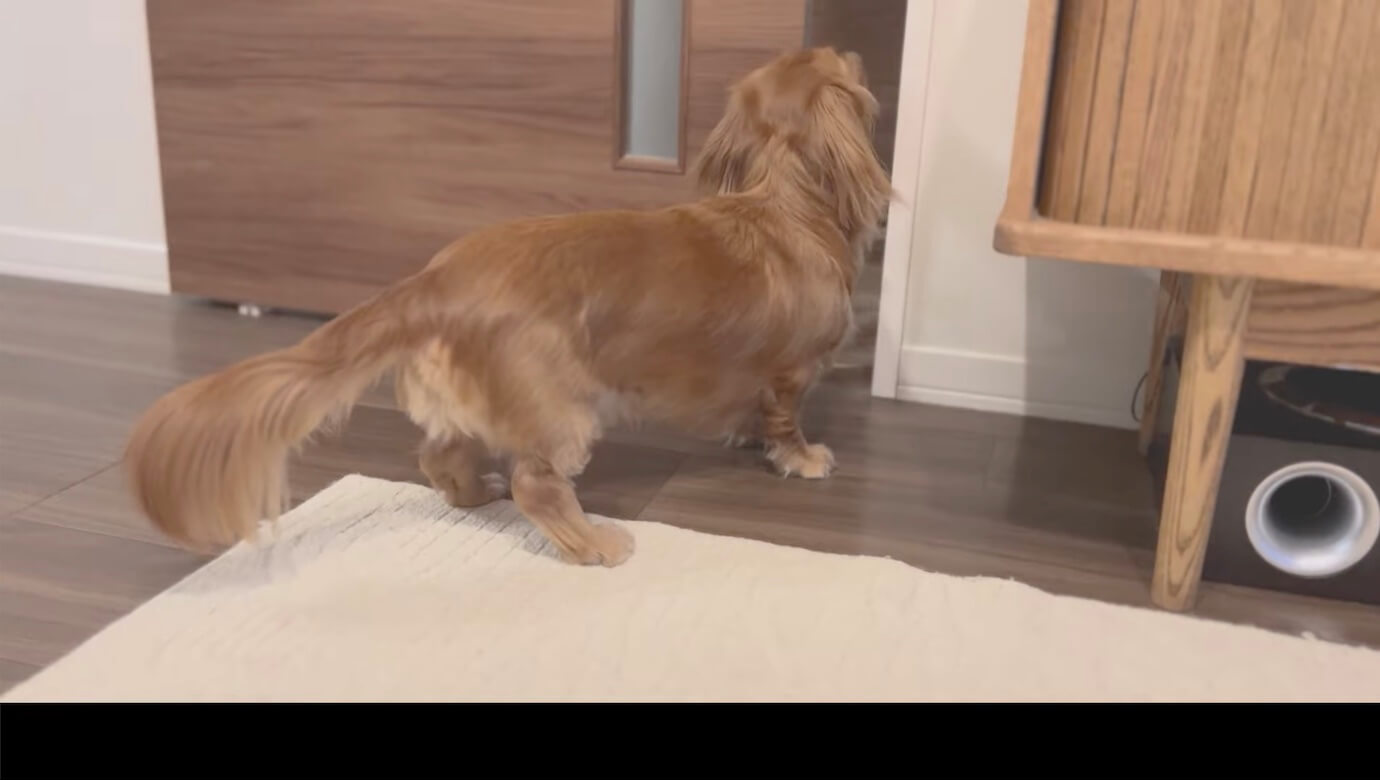 ダックスフンド,動画